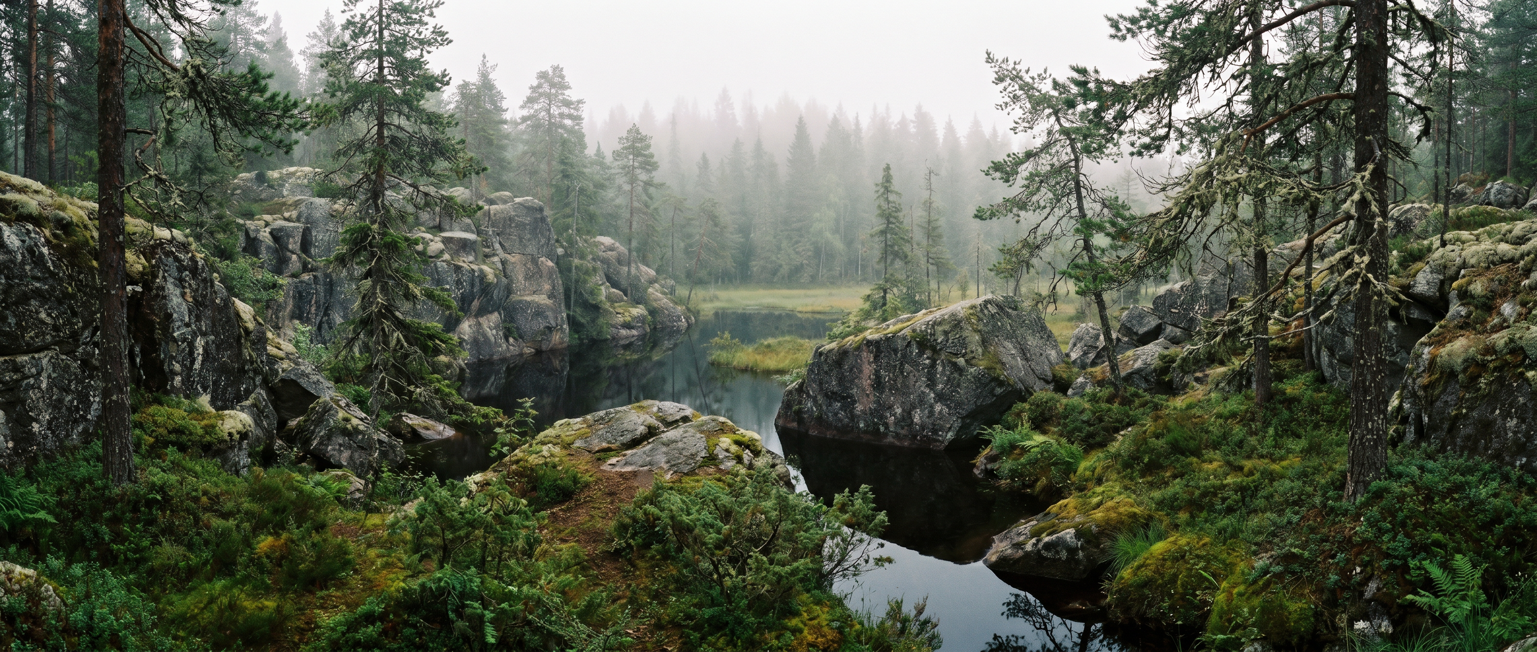 Swamp Landscape